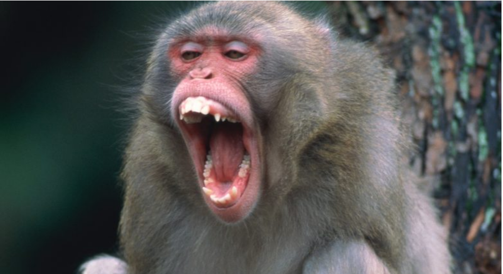 В Японии полиция разыскивает дикую обезьяну, атаковавшую 18 человек