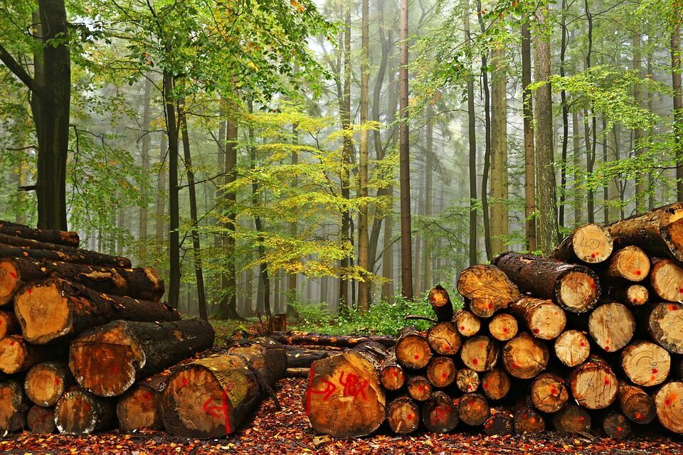 В Томске начнется суд над «черными лесорубами», продавшими лес почти на 500 млн руб