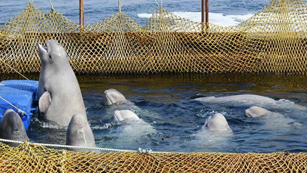 Паводок на Амуре задерживает выпуск обитателей "китовой тюрьмы"