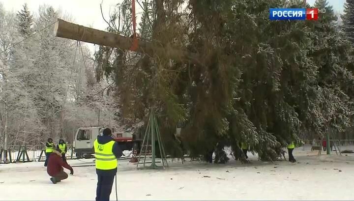 В Москву привезли главную новогоднюю елку страны