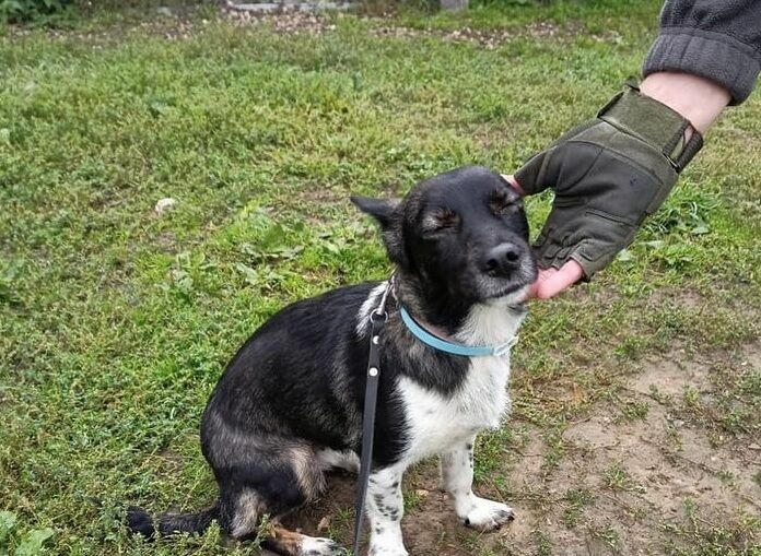 В «Домодедово» нашли собаку, потерявшуюся неделю назад при погрузке в самолет