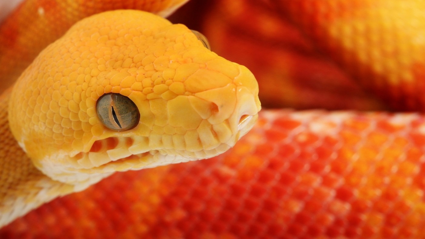 На завтрак к москвичам приползла оранжевая змея (ФОТО)
