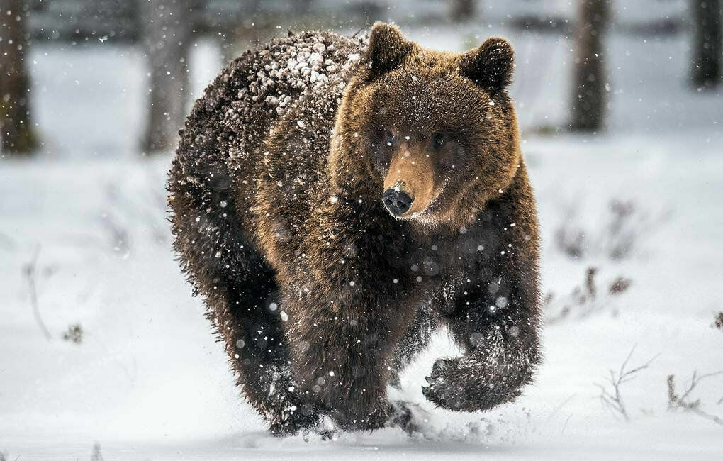 Специалисты займутся отловом медведя-шатуна на севере Подмосковья