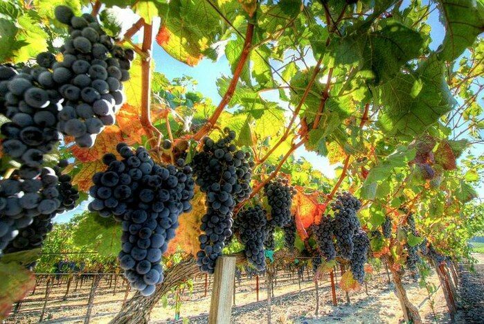 Государство выделит на крымские виноградники 278 млн рублей