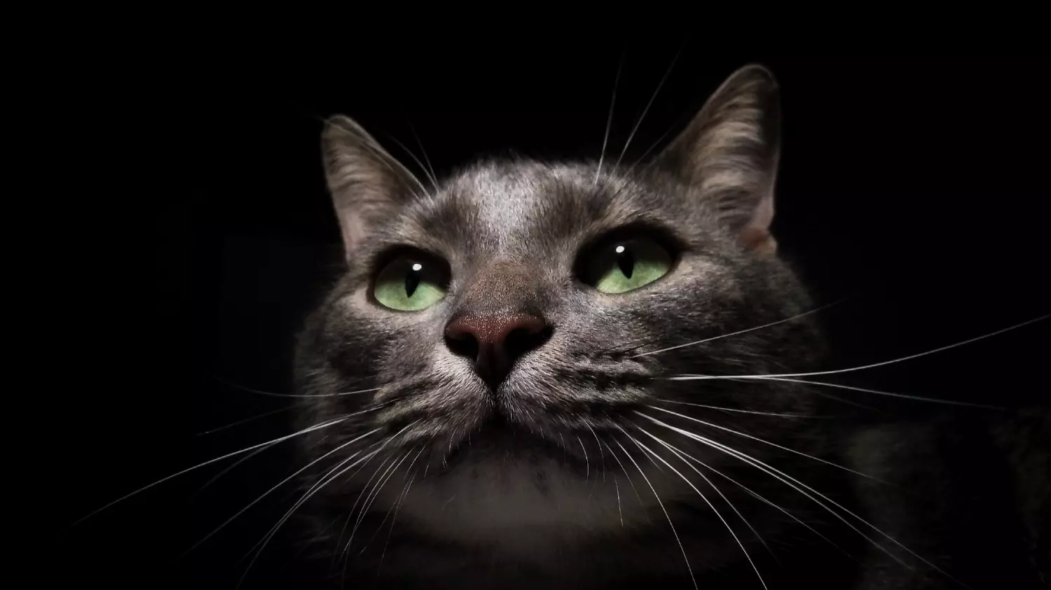 Во время магнитной бури кошки могут забиваться в темные укромные уголки. Специалисты советуют их не беспокоить в это время