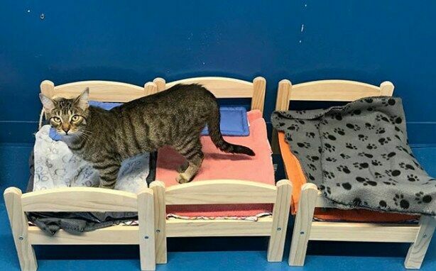 IKEA подарила кошачьему приюту кровати для котов