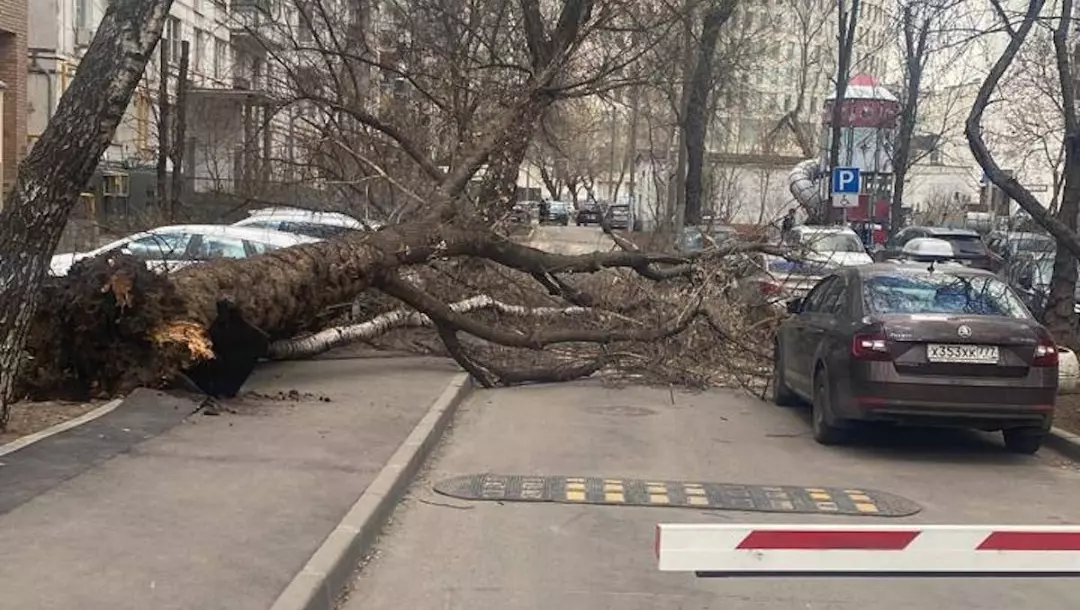 В Москве два человека стали жертвами штормового ветра