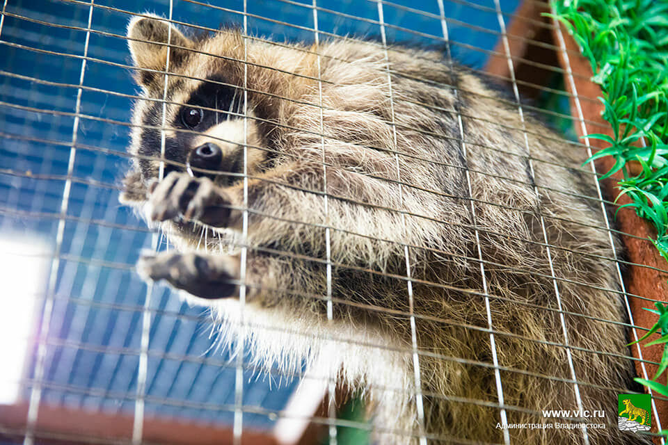 Владельцы контактного зоопарка во Владивостоке заперли животных и бросили их умирать