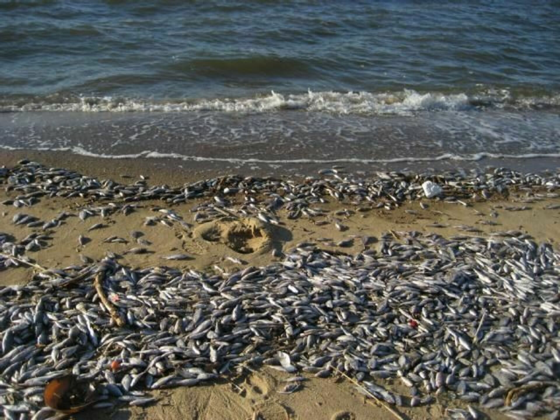 Гибнущее море. Массовая гибель рыбы Каспийское море. Каспийское море загрязнение воды. Массовая гибель рыбы в Каспийском море. Экологическая катастрофа в Каспийском море.