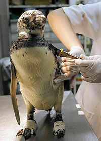 У берегов Южной Америки пингвины гибнут сотнями