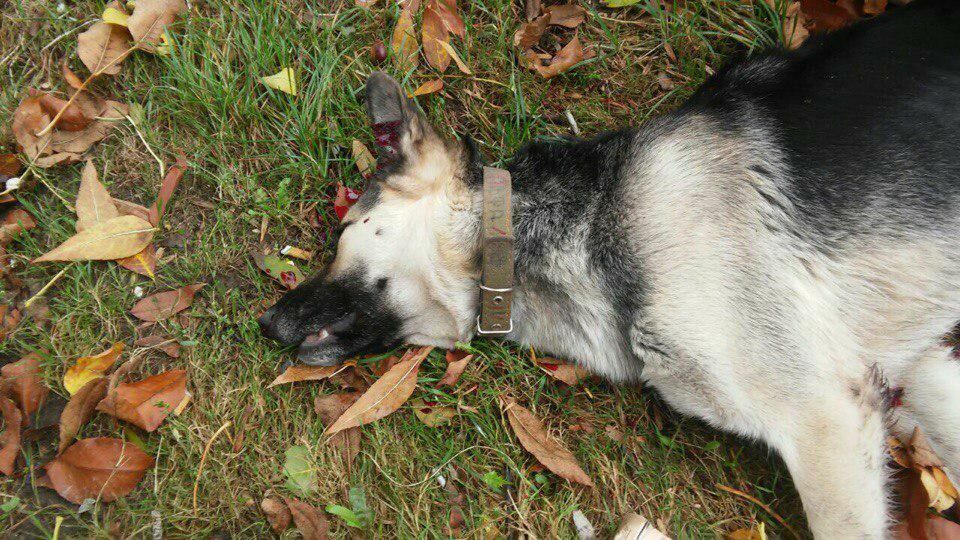 Дело завели на жителя Ставрополья за убийство собаки