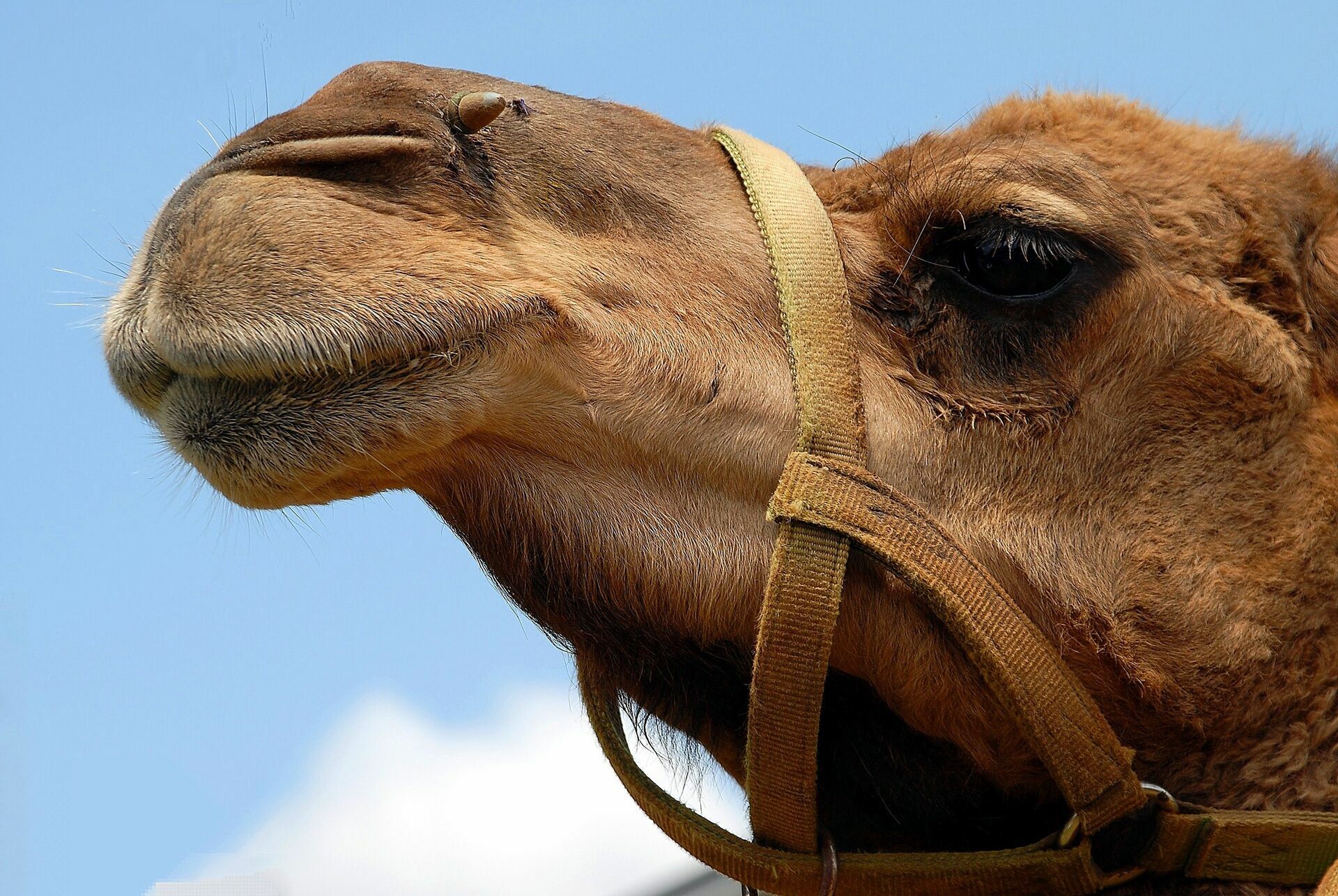 В сочинском сафари-парке обнаружены изможденные верблюды