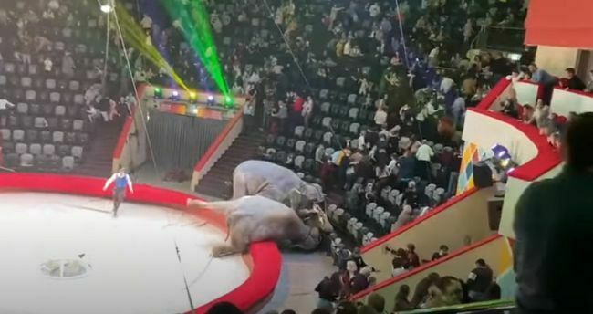 Слонихи в казанском цирке подрались во время представления