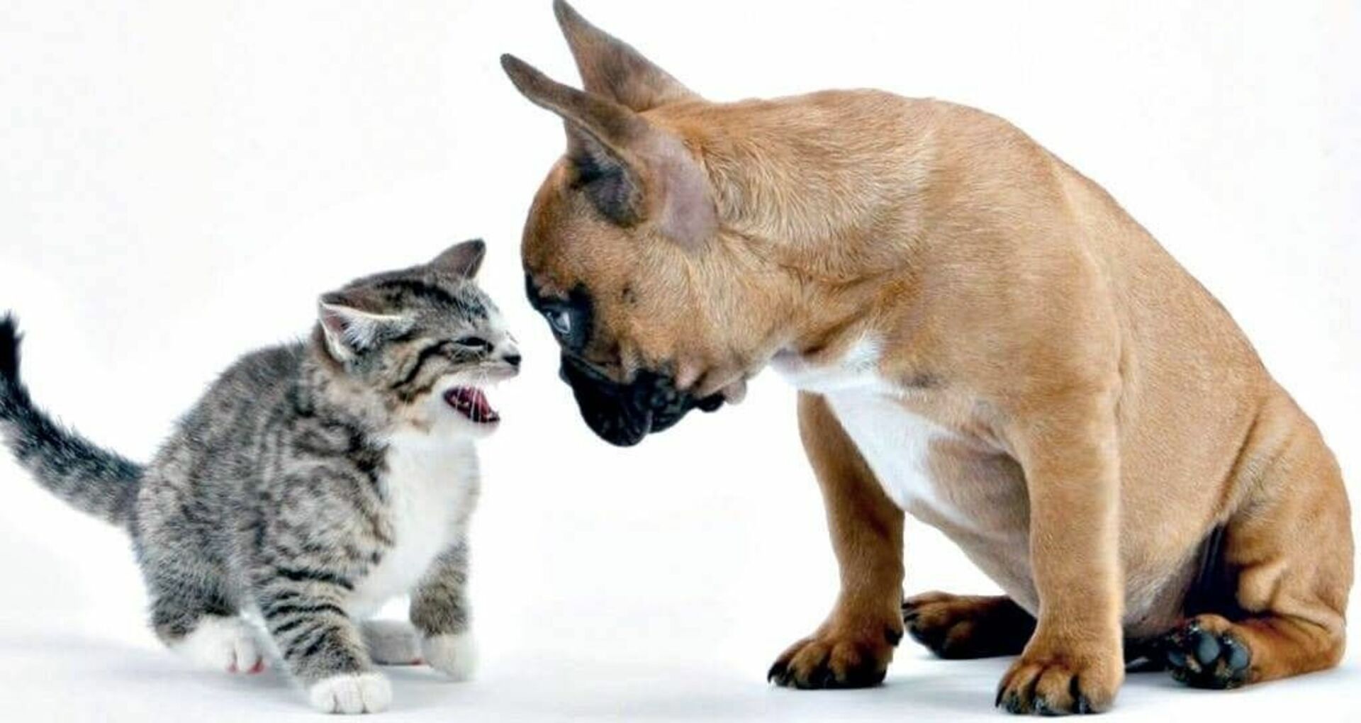 Животные породы кошек и собак. Кошки и собаки. Драка кошки и собаки. Кошка с собакой дерутся. Собака с кошкой дружат.