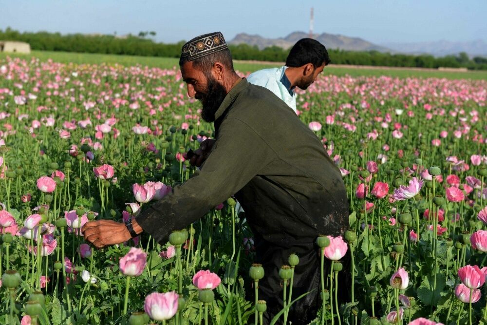 В Афганистане запретили  выращивание мака, но на борьбу с наркотрафиком нет денег