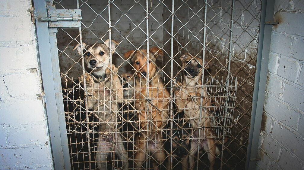 Жительница Тольятти держала в своей квартире более сотни истощенных собак