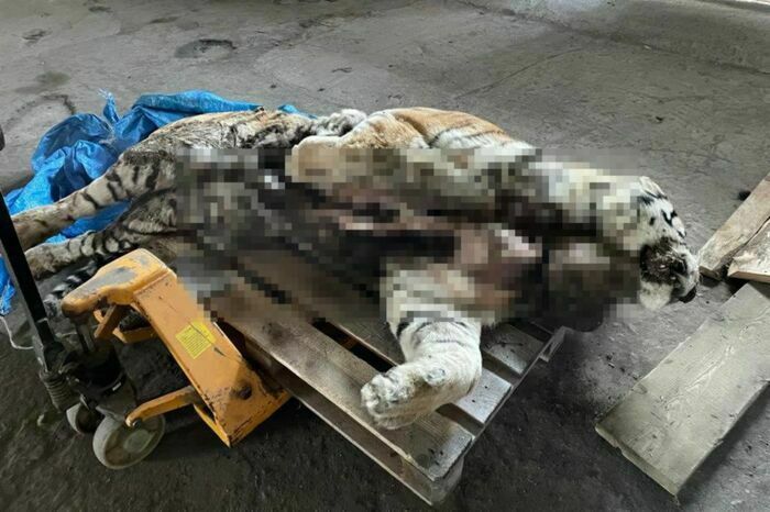 Двух жителей Приморья задержали по подозрению в убийстве амурского тигра