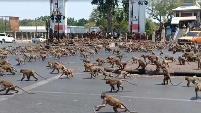 Фото дня: в Таиланде голодные обезьяны захватили целый город