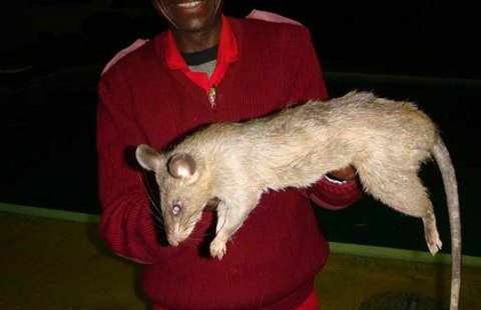 Гигантская крыса обглодала трехмесячного ребенка в ЮАР
