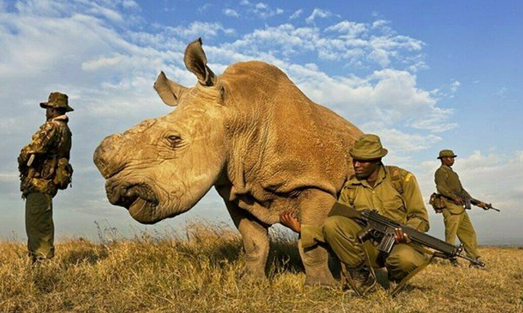 Последний самец белого носорога зарегистрировался на сайте знакомств