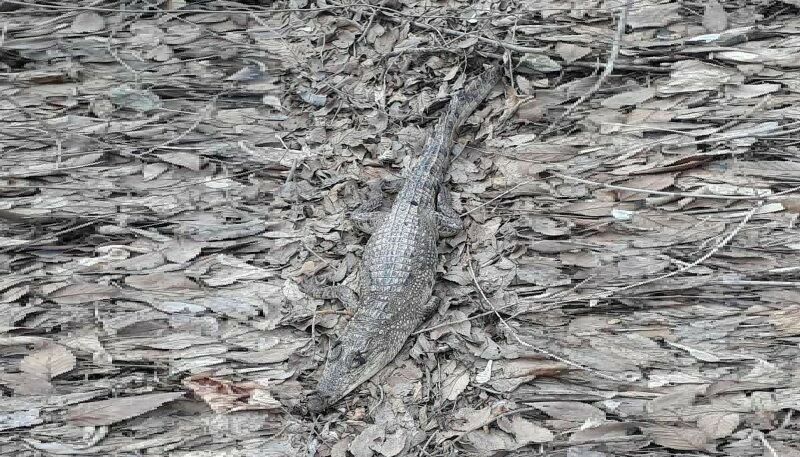 В Оренбургской области нашли мертвого крокодила