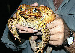 В Австралии нашли гигантскую лягушку