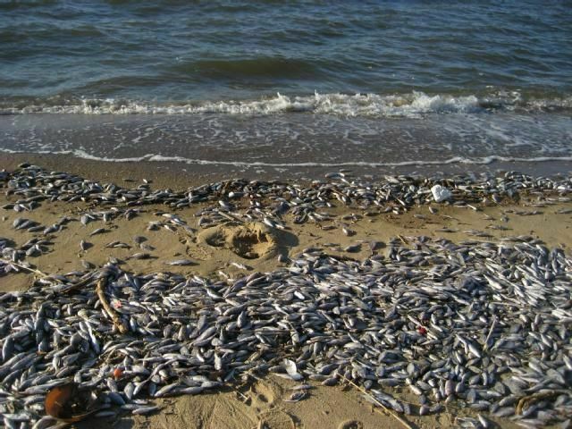 Массовая гибель рыбы зафиксирована на Каспийском побережье в Дагестане