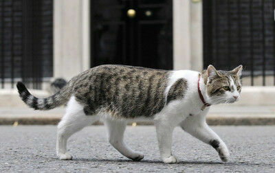 Британский премьер отправил в отставку главного кота страны