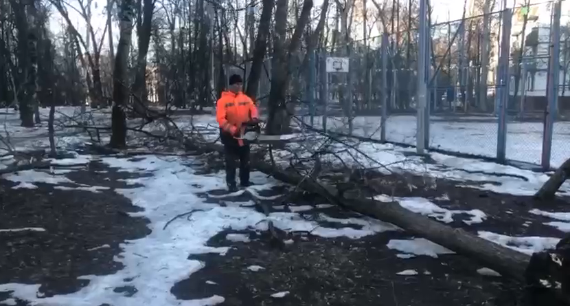 В Москве сильный ветер повалил 35 деревьев и повредил машины