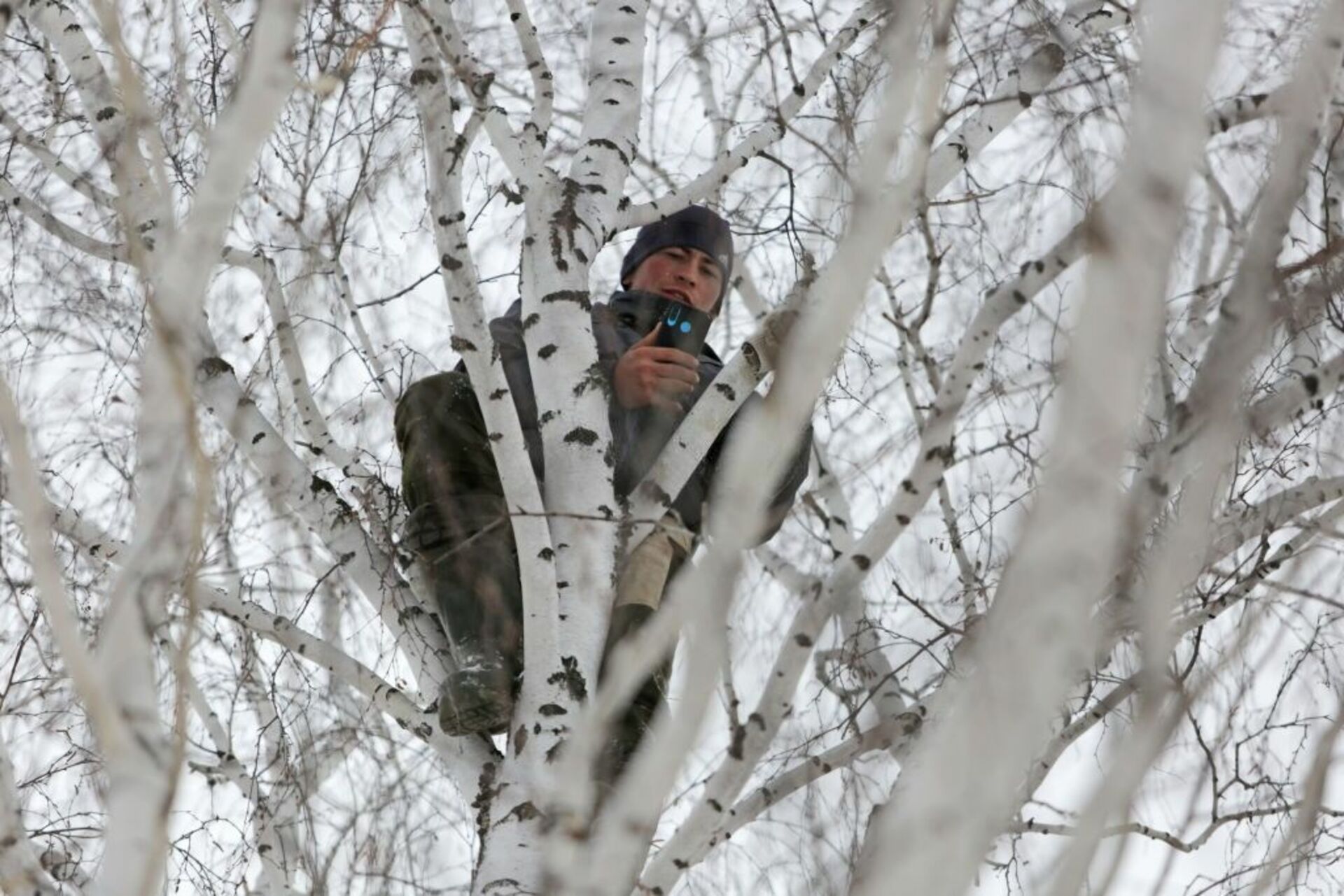 Висит на березки. Береза и человек. Ловлю интернет на дереве.
