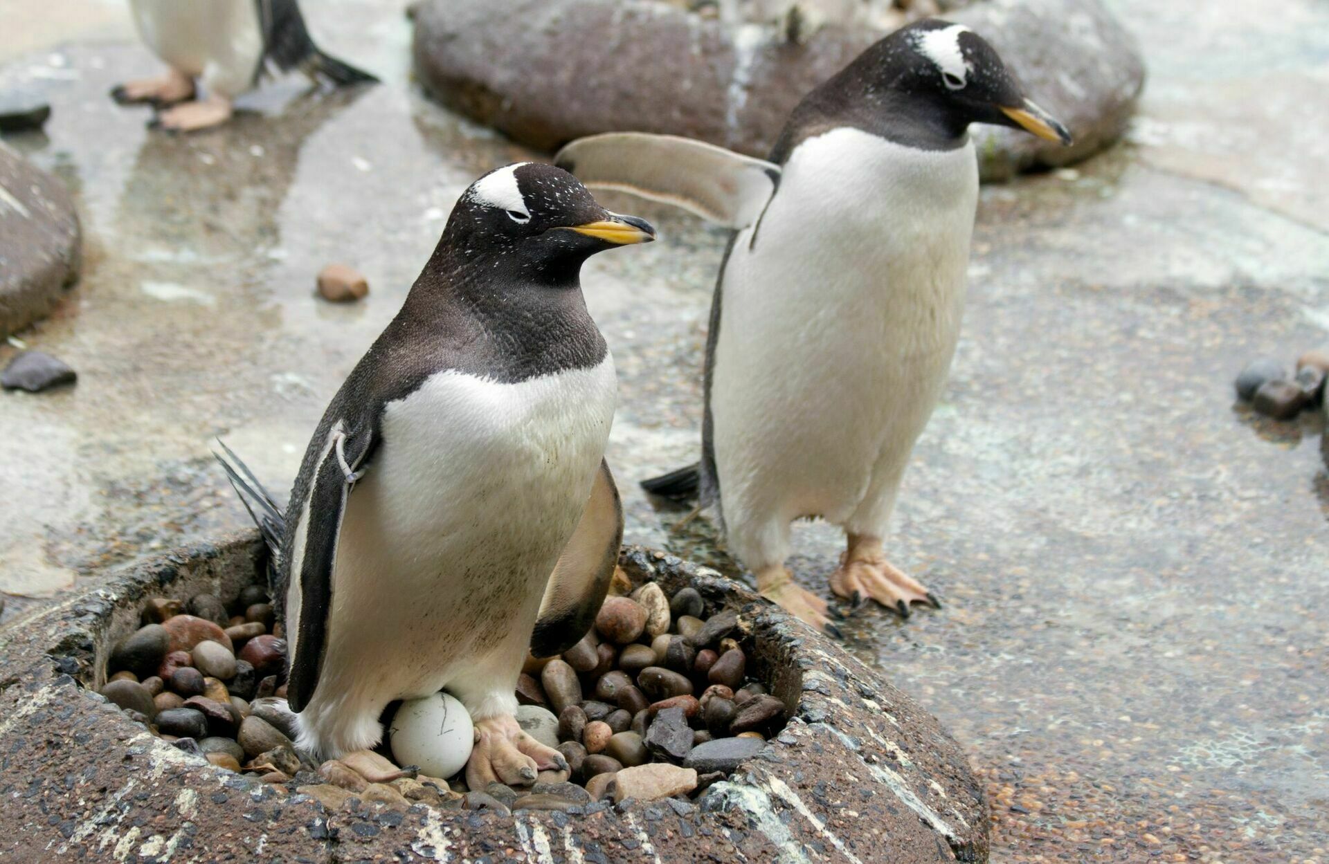 Японские физики рассчитали дальность "выстрела" пингвинами фекалий