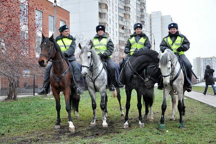 Московская конная полиция закупает для лошадей солярии с душем и лифтом