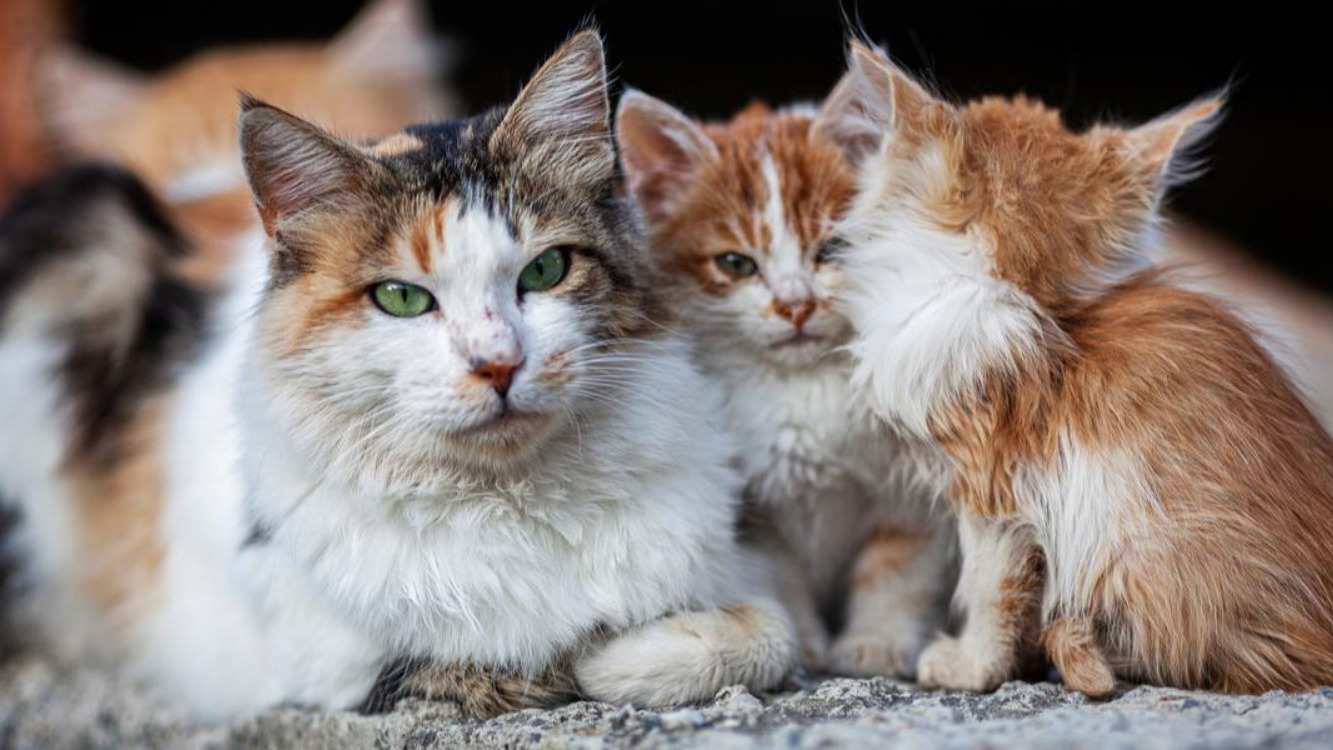 Решена проблема бездомных животных: ученые изобрели инъекцию для стерилизации кошек
