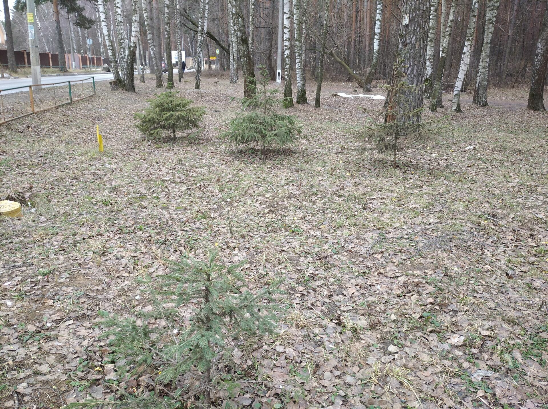 Так выглядит "компенсационная высадка деревьев" в Котельниках
