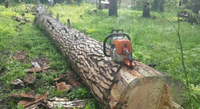 Жители московского района Перово подрались с вырубавшими деревья застройщиками