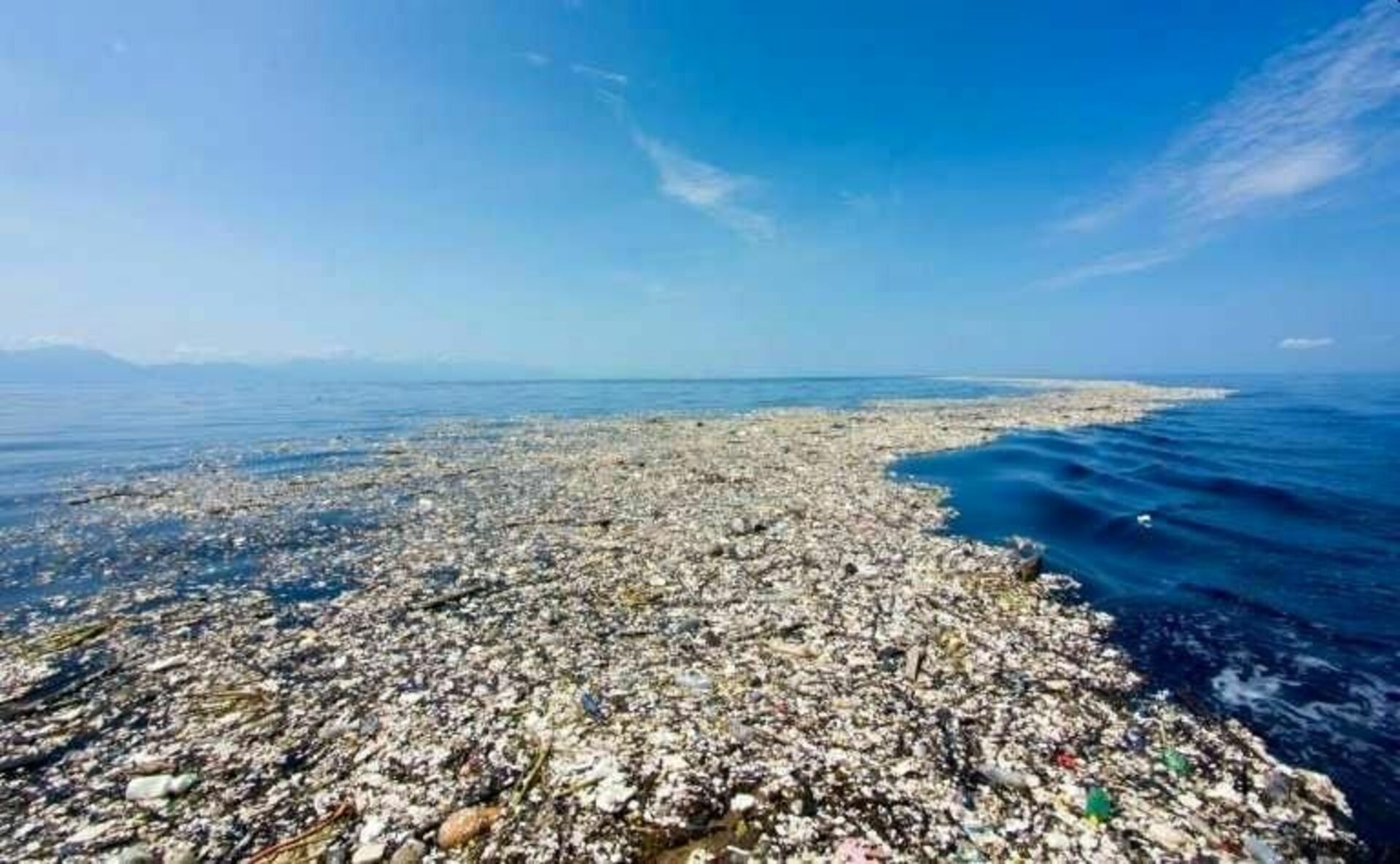 Большое тихоокеанское мусорное пятно заселили морские анемоны и .