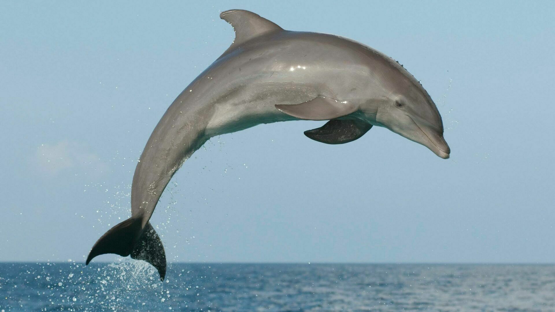 К охране Севастопольской бухты предложили привлечь боевых дельфинов