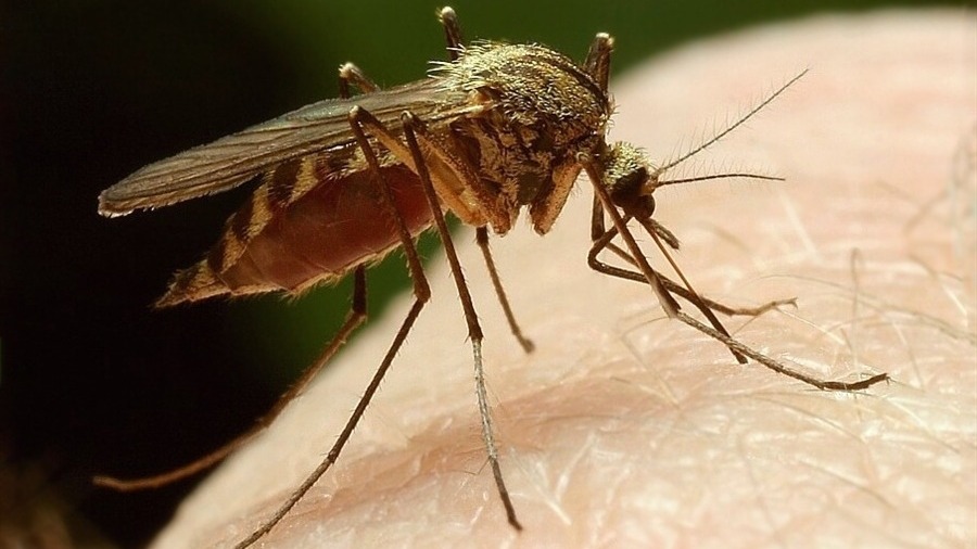 В Финляндии обнаружили комаров-переносчиков вируса лихорадки Западного Нила