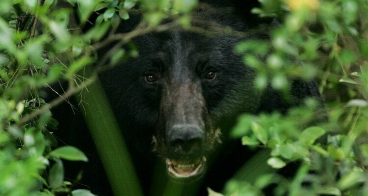 Медведь откусил руку пьяной жительнице Кузбасса