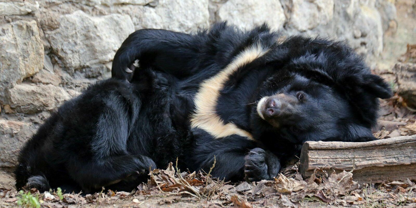 Гималайская медведица умерла во время зимней спячки в Московском зоопарке