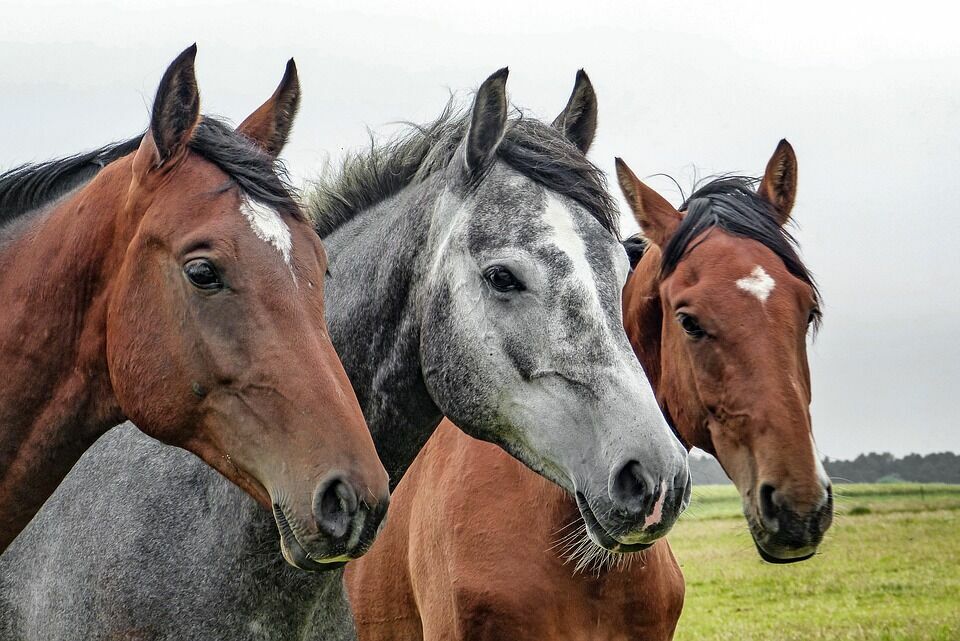 Московская полиция закупит лошадей на 2 млн рублей