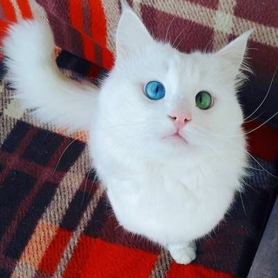 Турецкий кот Алош признан самым красивым котом в мире