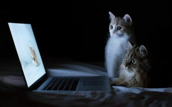 «Без кота и жизнь не та». В России заработала соцсеть для домашних питомцев