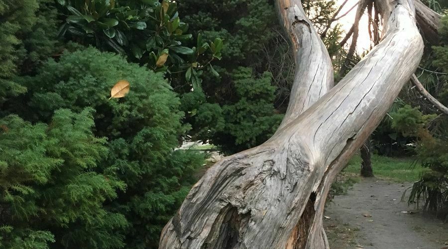 В Сочи туристка сломала полувековое дерево, делая селфи
